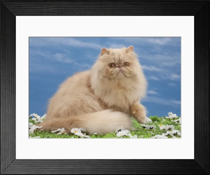Framed Print : Picture No. 10897607 Framed Print : Picture No. 10897607