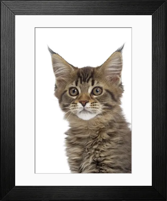 Framed Print : Picture No. 10897491 Framed Print : Picture No. 10897491