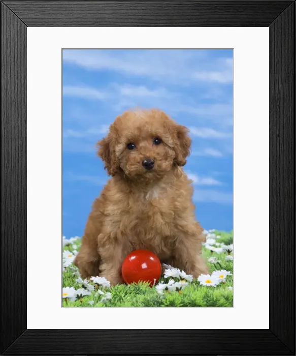 Framed Print : Picture No. 10897645 Framed Print : Picture No. 10897645