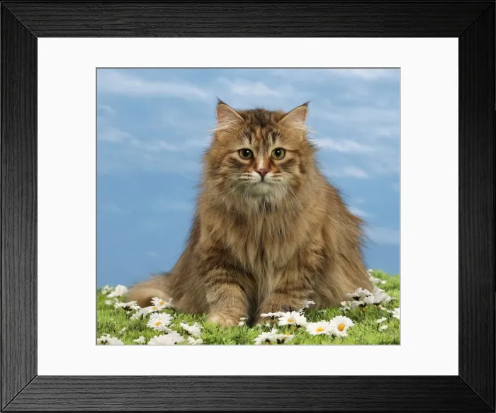 Framed Print : Picture No. 10897618 Framed Print : Picture No. 10897618