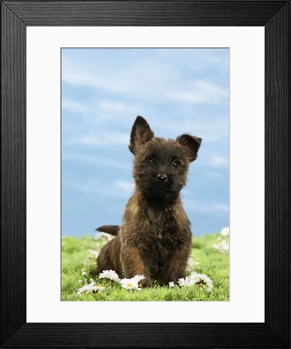 Framed Print : Picture No. 10897619