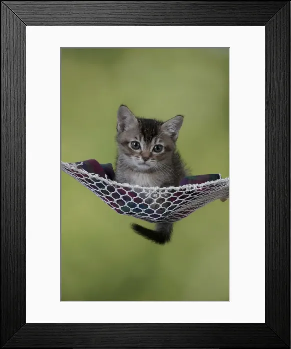 Framed Print : Picture No. 10897460 Framed Print : Picture No. 10897460