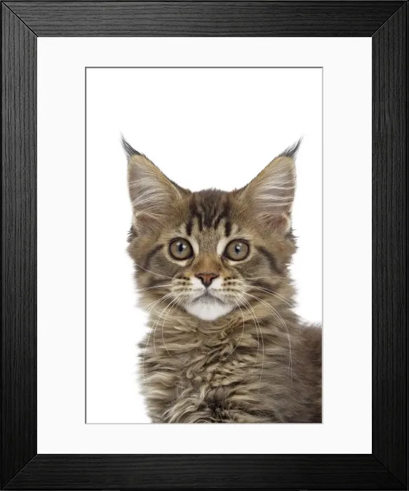 Framed Print : Picture No. 10897490 Framed Print : Picture No. 10897490
