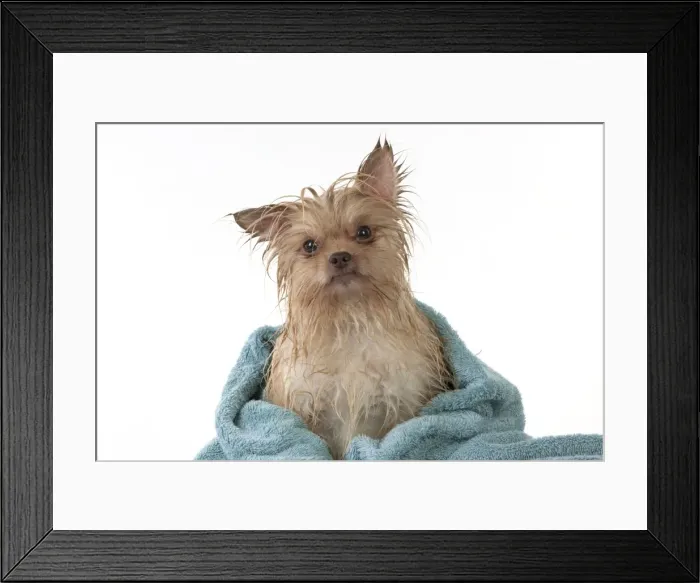 Framed Print : Picture No. 10897462 Framed Print : Picture No. 10897462