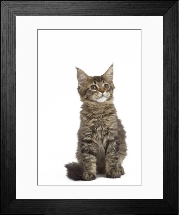Framed Print : Picture No. 10897481 Framed Print : Picture No. 10897481