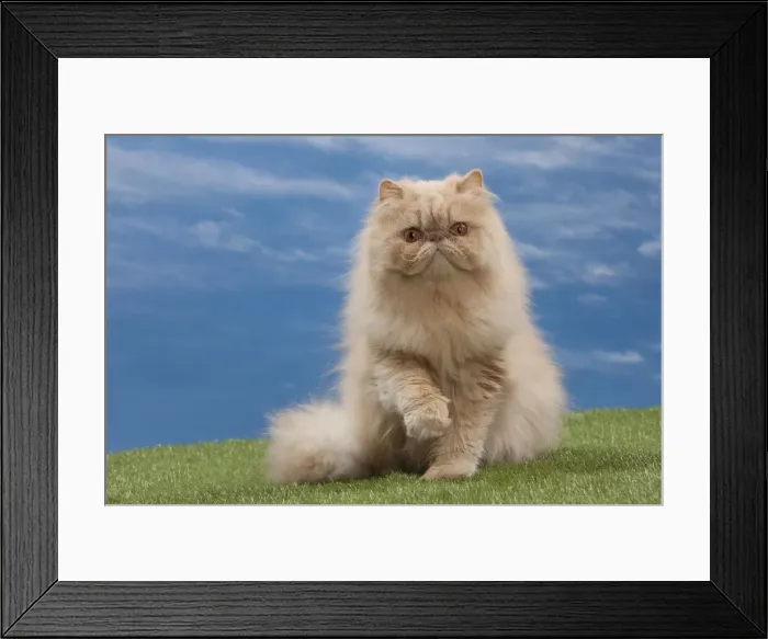 Framed Print : Picture No. 10897603 Framed Print : Picture No. 10897603
