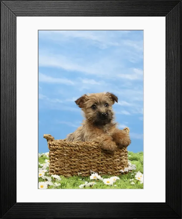Framed Print : Picture No. 10897632