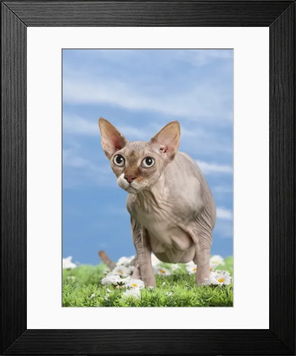 Framed Print : Picture No. 10897600 Framed Print : Picture No. 10897600