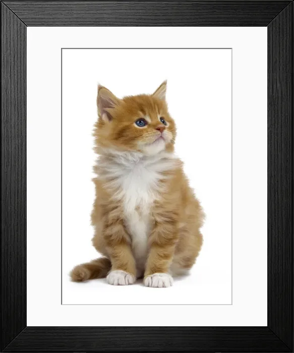 Framed Print : Picture No. 10897500 Framed Print : Picture No. 10897500