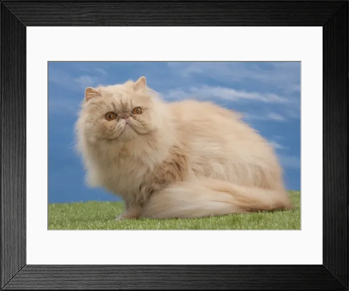 Framed Print : Picture No. 10897605 Framed Print : Picture No. 10897605