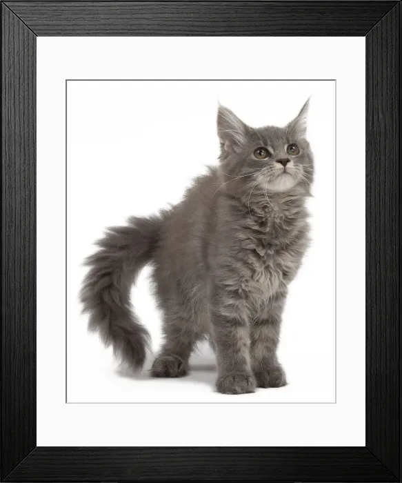 Framed Print : Picture No. 10897496 Framed Print : Picture No. 10897496
