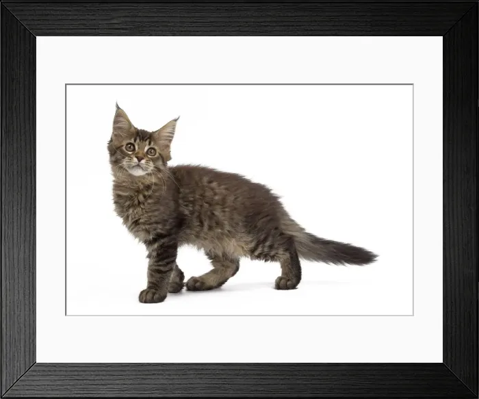 Framed Print : Picture No. 10897488