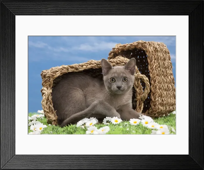 Framed Print : Picture No. 10897588 Framed Print : Picture No. 10897588