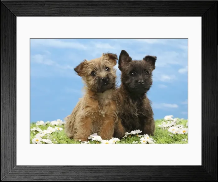 Framed Print : Picture No. 10897629 Framed Print : Picture No. 10897629