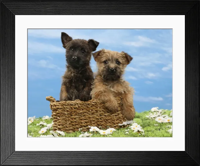 Framed Print : Picture No. 10897635 Framed Print : Picture No. 10897635