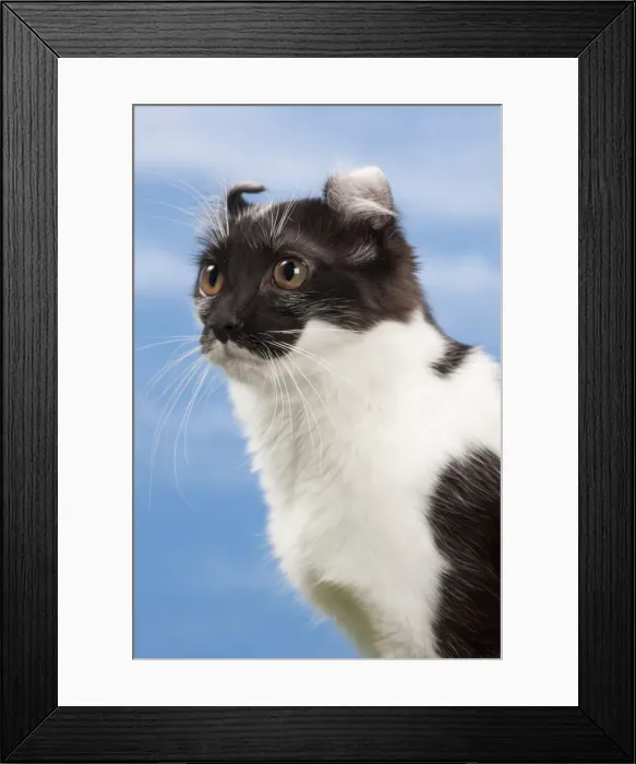 Framed Print : Picture No. 10897611 Framed Print : Picture No. 10897611