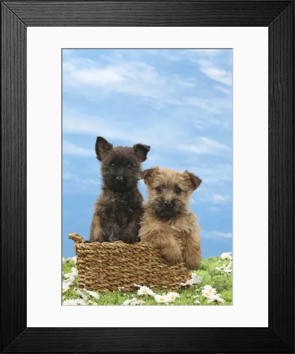 Framed Print : Picture No. 10897634 Framed Print : Picture No. 10897634