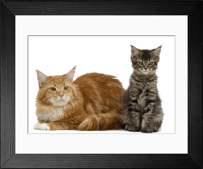 Framed Print : Picture No. 10897477 Framed Print : Picture No. 10897477