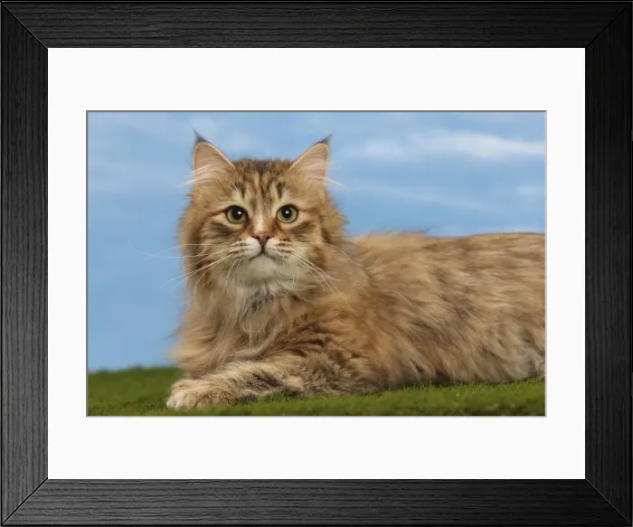 Framed Print : Picture No. 10897615