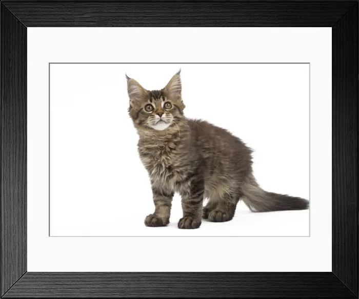Framed Print : Picture No. 10897487 Framed Print : Picture No. 10897487