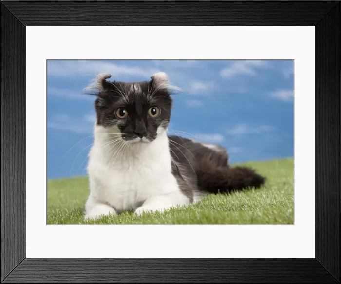 Framed Print : Picture No. 10897614 Framed Print : Picture No. 10897614