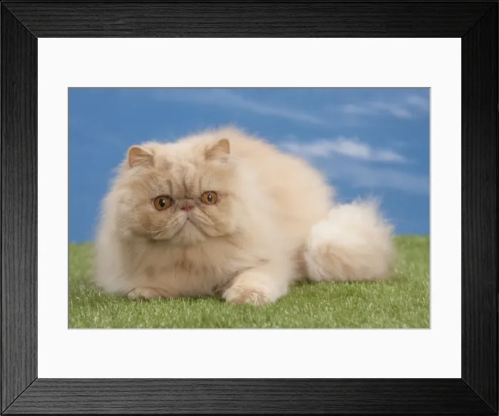 Framed Print : Picture No. 10897606 Framed Print : Picture No. 10897606
