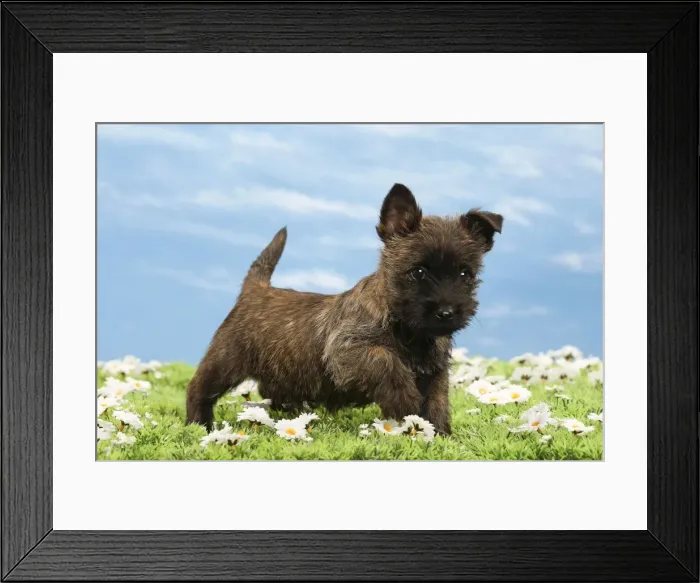 Framed Print : Picture No. 10897621 Framed Print : Picture No. 10897621