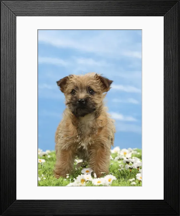 Framed Print : Picture No. 10897626 Framed Print : Picture No. 10897626