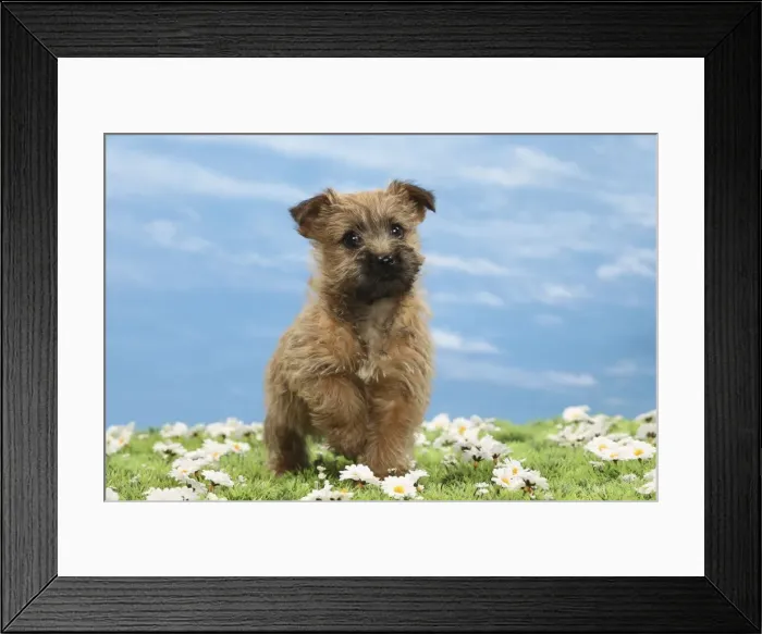 Framed Print : Picture No. 10897625
