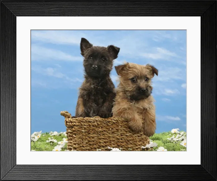Framed Print : Picture No. 10897633 Framed Print : Picture No. 10897633