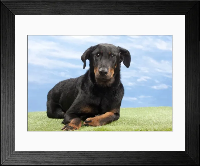 Framed Print : Picture No. 10897602 Framed Print : Picture No. 10897602