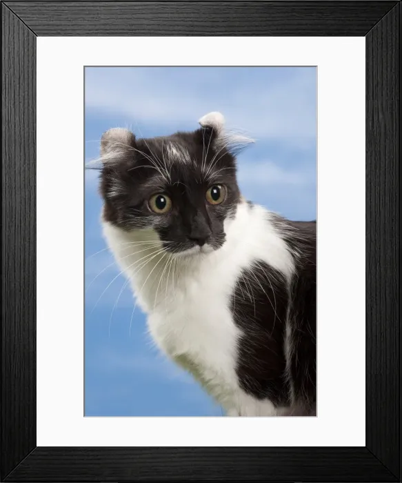 Framed Print : Picture No. 10897612 Framed Print : Picture No. 10897612