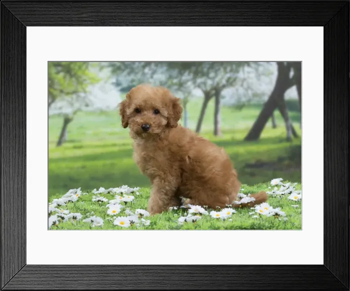 Framed Print : Picture No. 10897639 Framed Print : Picture No. 10897639