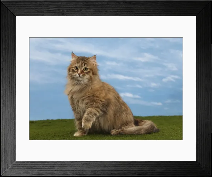 Framed Print : Picture No. 10897616 Framed Print : Picture No. 10897616