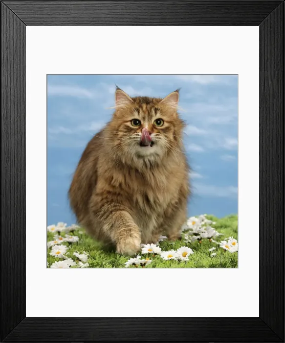 Framed Print : Picture No. 10897617 Framed Print : Picture No. 10897617