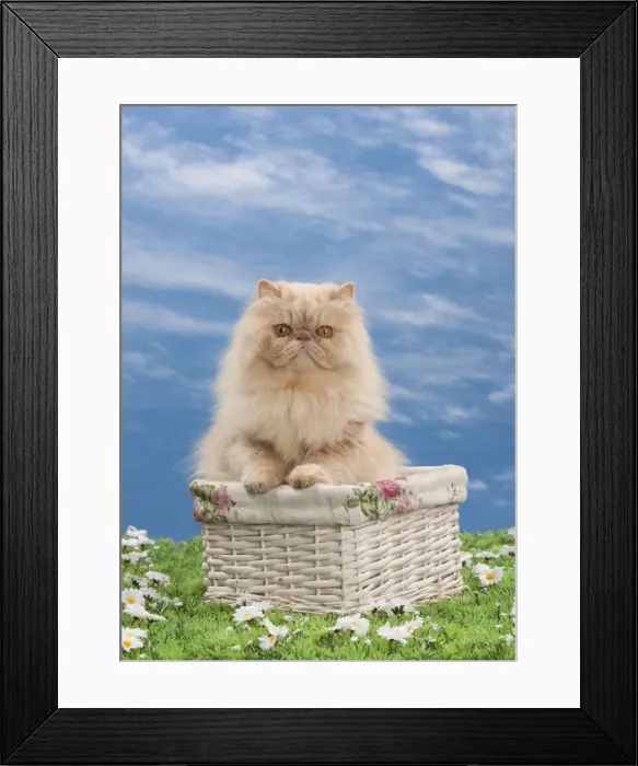 Framed Print : Picture No. 10897608 Framed Print : Picture No. 10897608