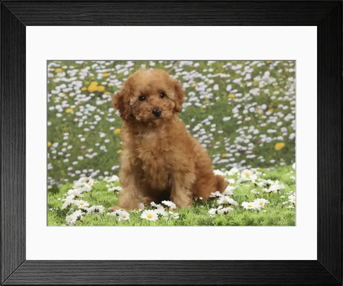 Framed Print : Picture No. 10897638