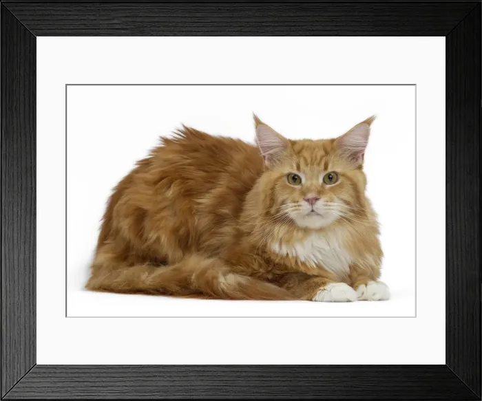 Framed Print : Picture No. 10897473 Framed Print : Picture No. 10897473
