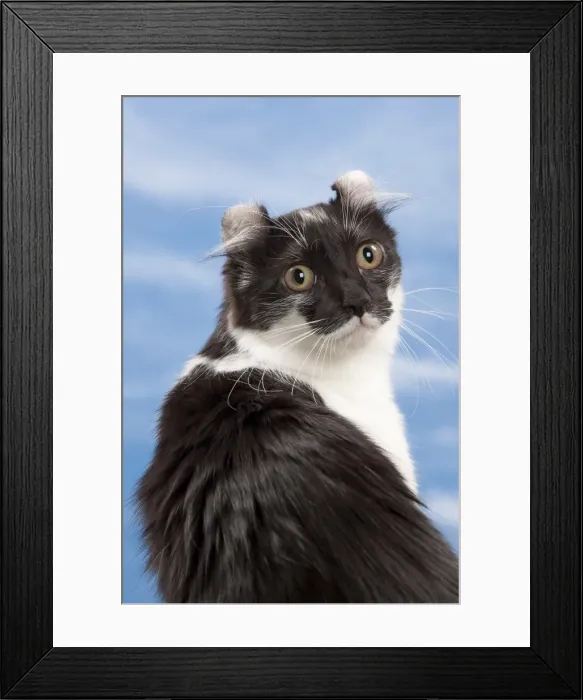 Framed Print : Picture No. 10897613 Framed Print : Picture No. 10897613