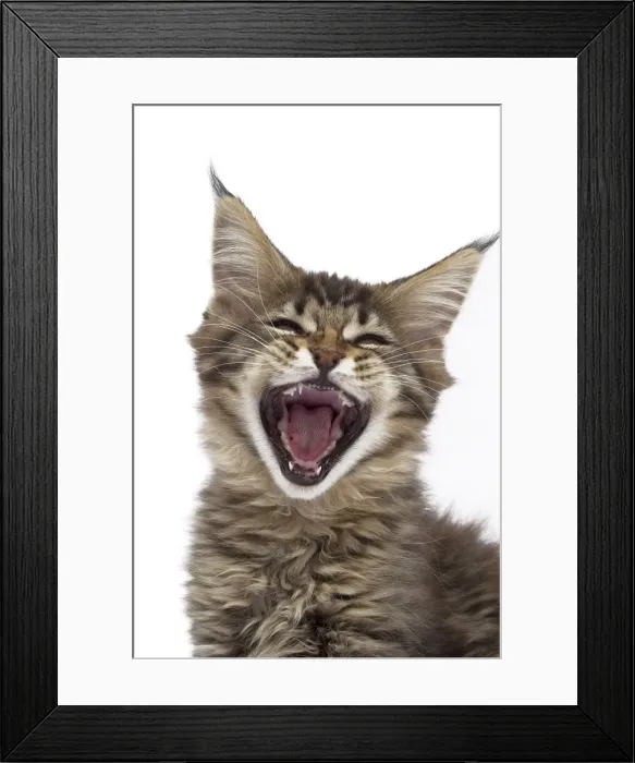Framed Print : Picture No. 10897493 Framed Print : Picture No. 10897493
