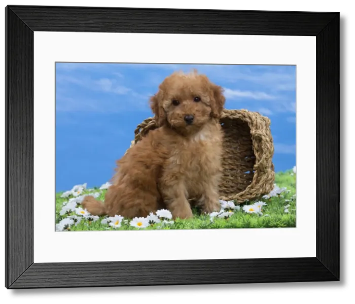 Framed Print : Picture No. 10897649 Framed Print : Picture No. 10897649