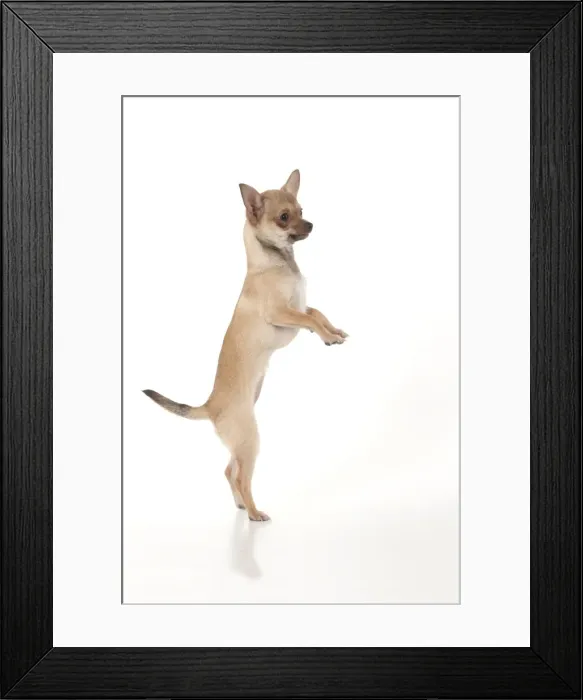 Framed Print : Picture No. 10897464
