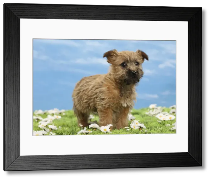 Framed Print : Picture No. 10897624 Framed Print : Picture No. 10897624