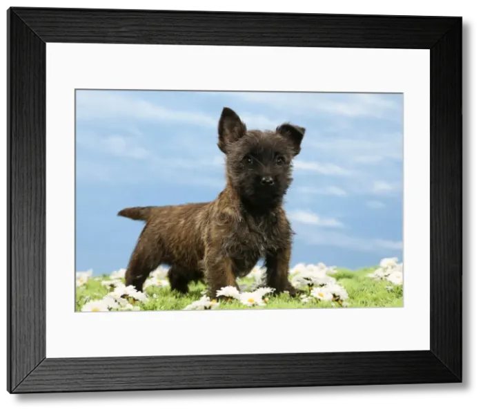 Framed Print : Picture No. 10897622 Framed Print : Picture No. 10897622