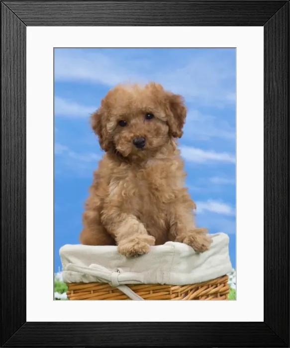 Framed Print : Picture No. 10897646 Framed Print : Picture No. 10897646