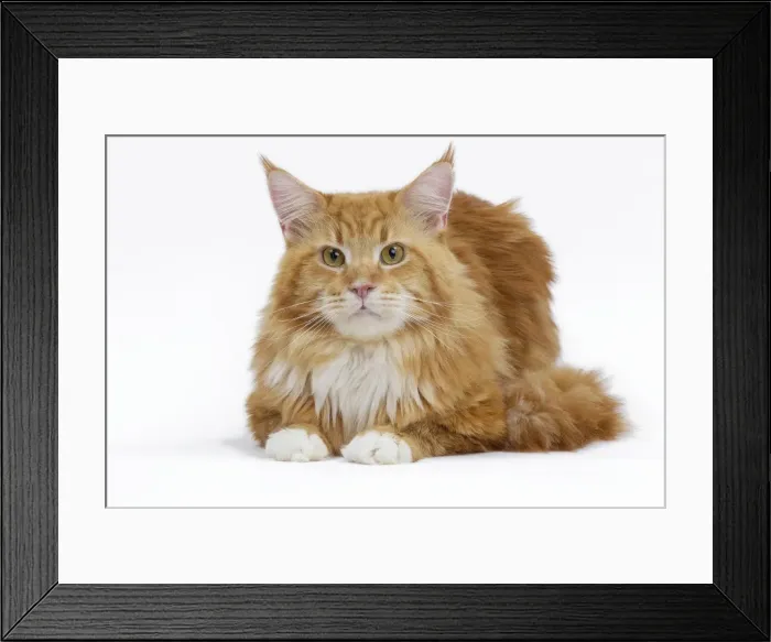 Framed Print : Picture No. 10897470