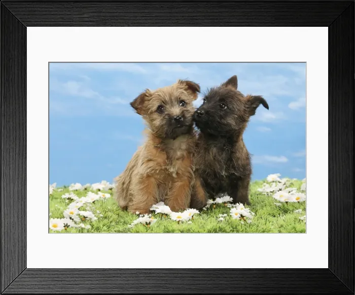 Framed Print : Picture No. 10897628 Framed Print : Picture No. 10897628