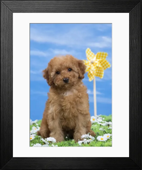 Framed Print : Picture No. 10897644 Framed Print : Picture No. 10897644