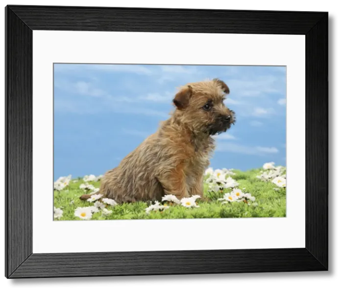 Framed Print : Picture No. 10897623 Framed Print : Picture No. 10897623