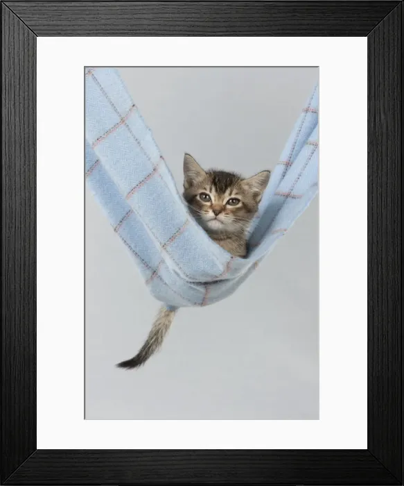 Framed Print : Picture No. 10897455